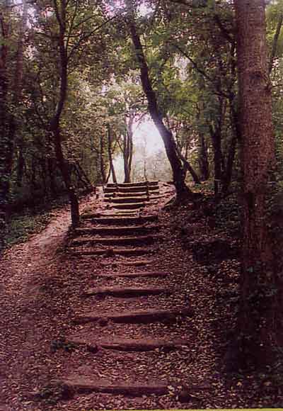 forêt