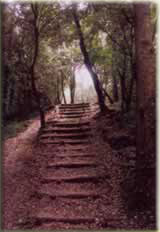 forêt